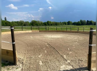 STALLPLÄTZE FREI – RUHIGER, GRÜNER STALL MIT PADDOCKS 🌿 Alles neu macht der Mai 🍃