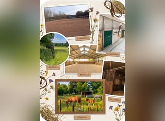 Stalltrakt / Offenstall / Einzelboxen