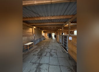 Wir bieten 2 Boxenplätze und einen Offenstall an