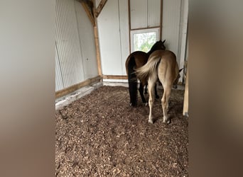 1-2 Plätze im Offenstall frei