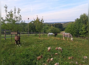 1-4 Plätze in familiärem Offenstall in gemischter Kleingruppe