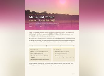 2-3 Plätze eines kleinen aber feinen privaten Offenstalls zu vergeben