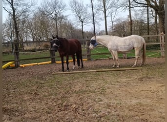 2 Offenstall Plätze frei