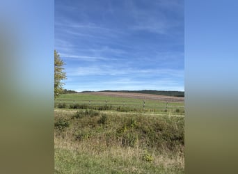 2 Offenstallplätze frei - 24/7 Weide - individuelle Fütterung - 97516 Oberschwarzach