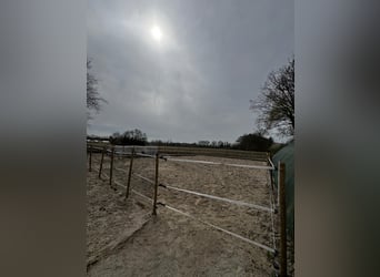 2 Offenstallplätze für Wallache zu sofort