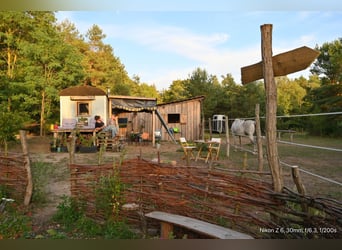 2 Offenstallplätze (Wallach) frei – idyllische Naturkoppel am Waldrand mit Unterständen und Roundpen