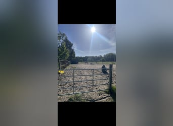 2 Offenstallplätze zu vergeben 🐴✨