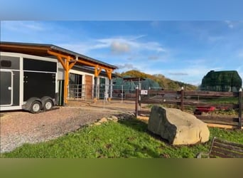 2 Offenstallpläzte für Allergiker-/Rentnerpferde (Wallache)