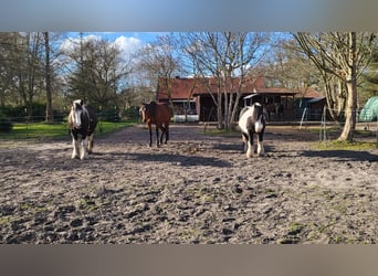 26629 Großefehn Felde: Offenstall, mehrere Plätze, Heulage, Selbstversorger 