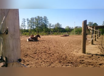4x Paddock Pferdebox ähnliche Haltung - Offenstall
