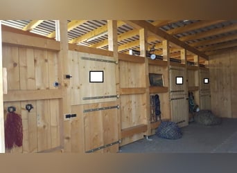 4x Paddock Pferdebox ähnliche Haltung - Offenstall