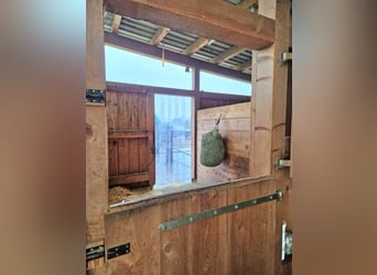 4x Paddock Pferdebox ähnliche Haltung - Offenstall