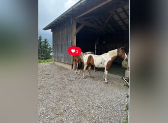 Biete Einstellplatz an im Offenstall
