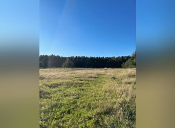 Biete Offenstallplatz für Rentner in 90556 Cadolzburg
