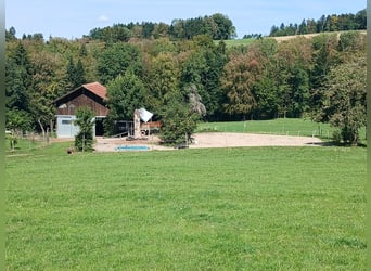 Bieten vorübergehend Beistell-/Ferienplatz für Wallach
