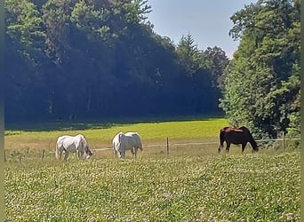 Ein freier Platz in Gruppen-Freilaufstall in Kloten ZH