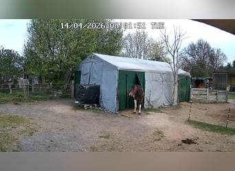 ...ein Platz für Dich und Dein (Senior) Pferd...