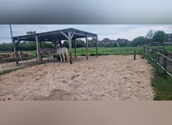 Einstellplatz im Offenstall frei Offenstallplatz rehe/allergikerfreundlich