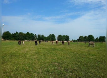 Einstellplatz im Offenstall