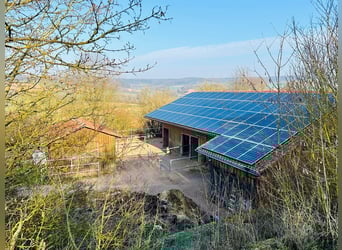 Einstellplatz im Offenstall