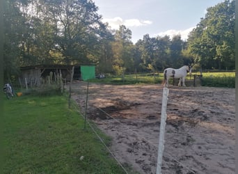 Freie Offenstallplätze in Osloß