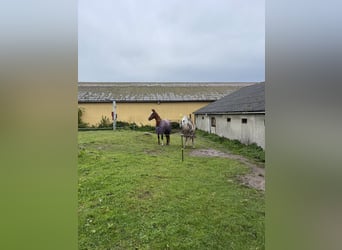 Freie Offenstallplätze in unserer Stuten-Herde