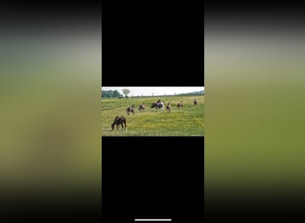 Freier Offenstallplatz auf der Wide Field Ranch in Breitenfeld zu vergeben
