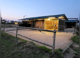 hübscher Offenstallplatz in Zweier-WG frei (Wallach gesucht)