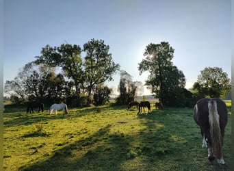 Idyllischer Offenstall im Grünen (Vollpension)