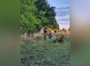 Idyllischer Pensionsstall / Offenstall frei