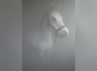 Offenstall an der Nordsee für Wallache Allergiker/COPD/Astma 