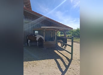Offenstall Aufzuchtplatz, bevorzugt Stute