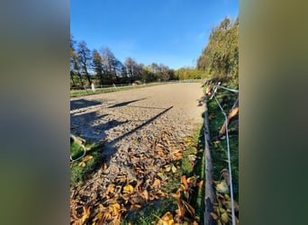 Offenstall frei (3-4 Pferde)