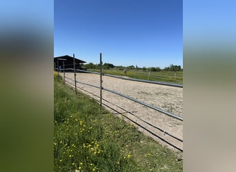 Offenstall für 3/4 Pferde