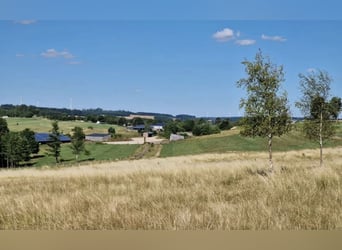 Offenstall für Reitpferde und Jungpferdeaufzucht