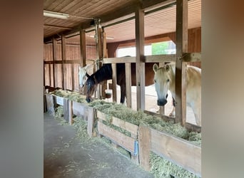 Offenstall Happy Hippi Horses