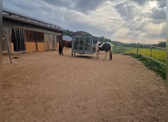 Offenstall hat Plätze frei 