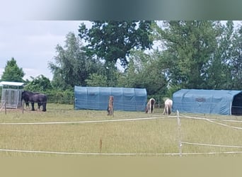 Offenstall im Winter und Trailanlage im Sommer