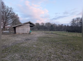 Offenstall in Hollenstedt