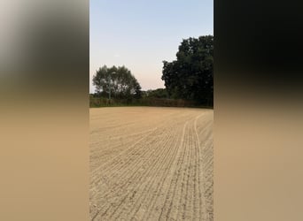 Offenstall in Hünxe/ Drevenack