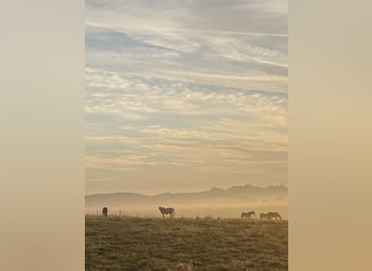 Offenstall in wunderschöner Umgebung 