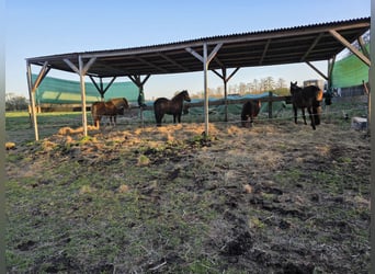 Offenstall Jungpferd Rentner Absetzer Hengst Stute Wallach