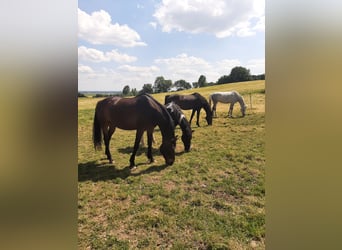  Offenstall mit 4,5 ha Weide 