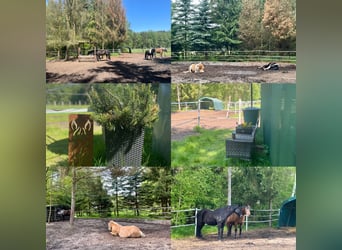 Offenstall mit Heulage (Allergiker) in Vollpension in Ehlershausen