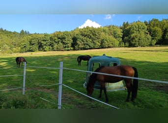 Offenstall mit mehreren Sommerkoppeln
