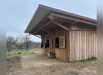 Offenstall mit Paddock und Trail