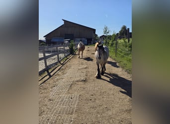 Offenstall mit Paddocktrail
