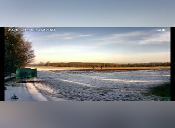 Offenstall, Offenstallplatz für Stuten