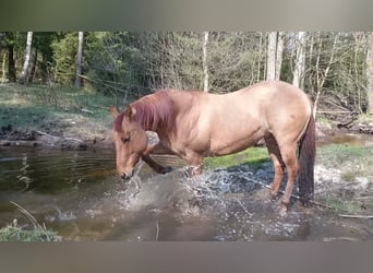 Offenstall Paddock Box Reitbeteiligung