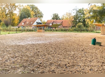 Offenstall/ Paddocktrail